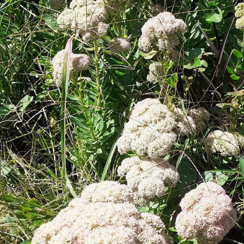 Hylotelephium Spectabile Telefío, Sedum De Otoño 3lts