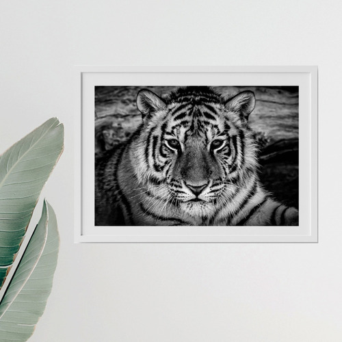 Decoración Impresión Tigre Tamaño Chico A4 Hogar Y Oficina