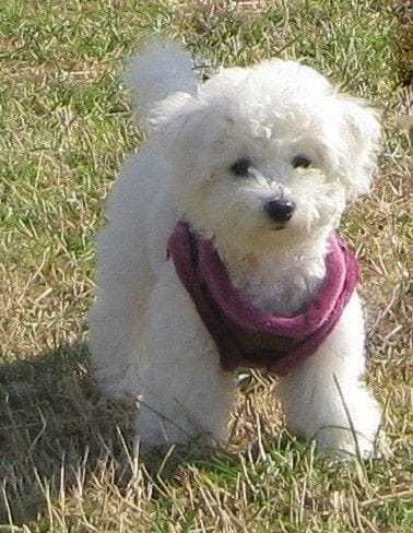 French Poodle Minitoy Super Hermosos