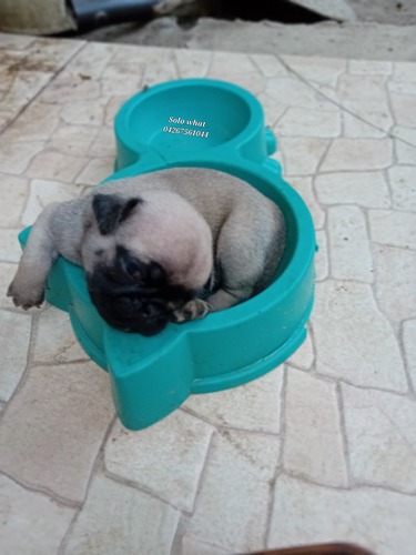 Cachorros Pug Carlino