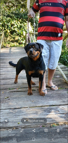Filhotes De Rottweiler Hillux/corola/sw4
