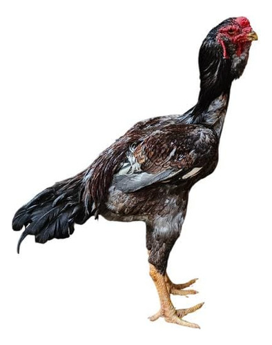 Ovos Calcuta Cara De Coruja Ferteis 12 Unidades