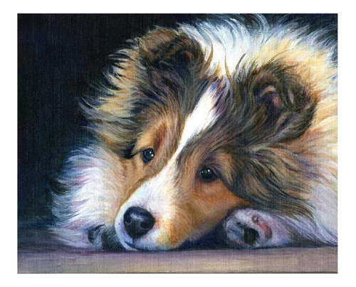 Pintura Numero Para Niño 8 12 Año Sheltie Dog Animal Paint