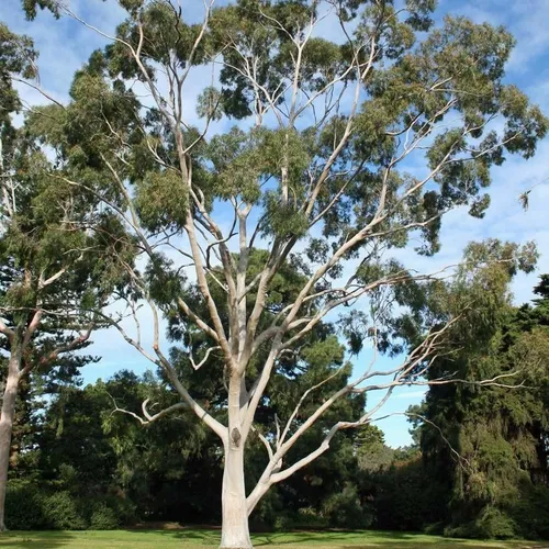 400 Semillas De Árbol Eucalipto Citriodora