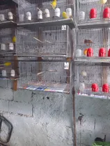 Comprar Jaulas Para Canarios En Excelente Estado,