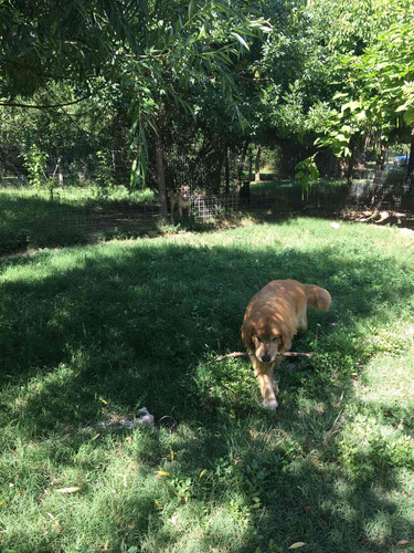 Imagen 6 de 9 de Hotel Shadows Para Perros Naturaleza, Experiencia Y Amor