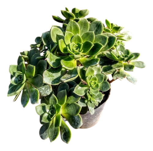 Aeonium Haworthii - Suculenta Crasa De Colección - M 12