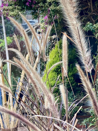 Pennisetum Setaceum Rubrum Graminea