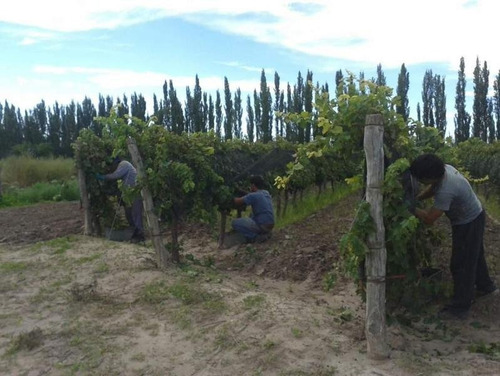 Imagen 13 de 30 de 3 Fincas Con Bodega En Venta Cañada Seca.