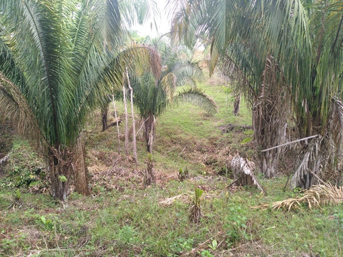 Imagen 3 de 5 de Finca En Barinas, Mun. Cruz Paredes