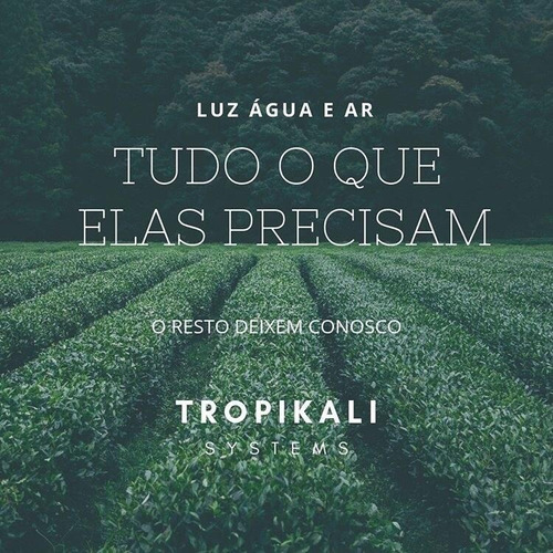 Terra Vitamina P/ Vasos Plantas E Solos Automatic 5l Promo