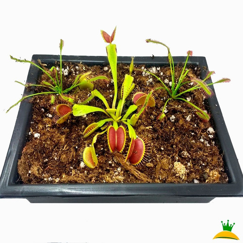 Imagen 2 de 3 de Plantas Carnívoras Pack A1