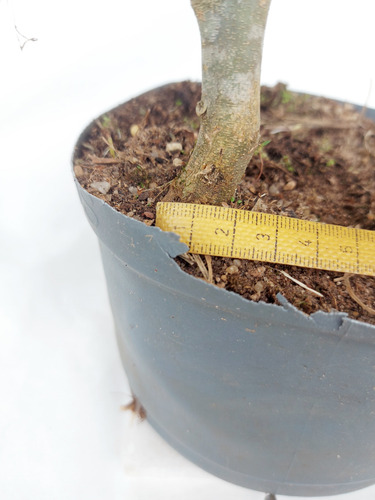 Pré-bonsai Pithecellobium Tortum(piteco) 04 Anos(cod.072) Bege