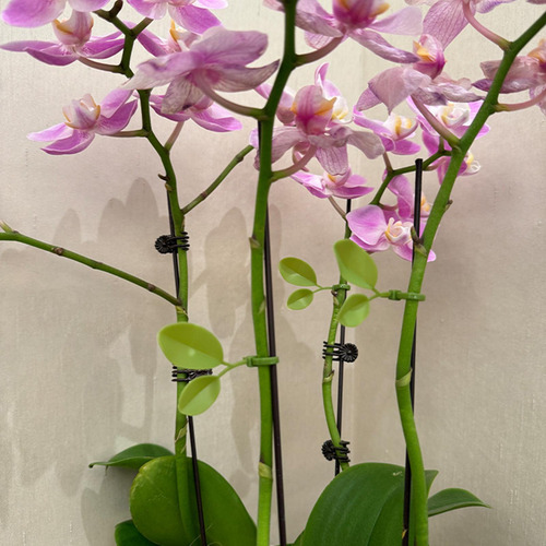 50 Bridas Para Plantas, Resistentes, De 8 Pulgadas,