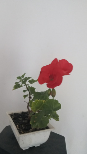 Bonsai De Geranio En Flor Maceta Rectangular N15 Naranja Oscuro