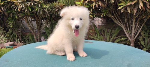 Cachorros Samoyedos 