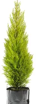 Comprar Ciprés Limón 100cm, Pino Limón, Pino Con Aroma, Cedro Limón