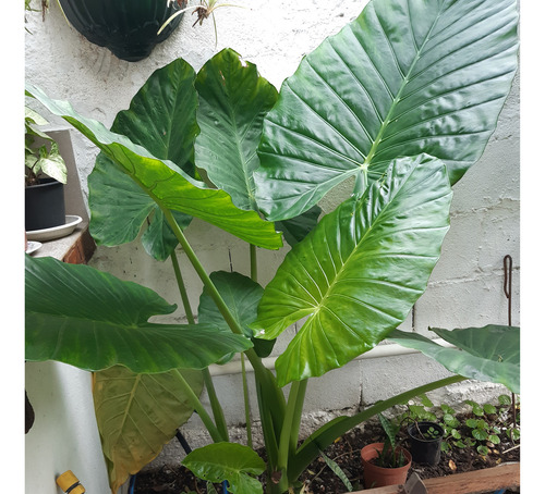 Alocasia Oreja Elefante Mas 180 Cms. De Altura Leer Descripc