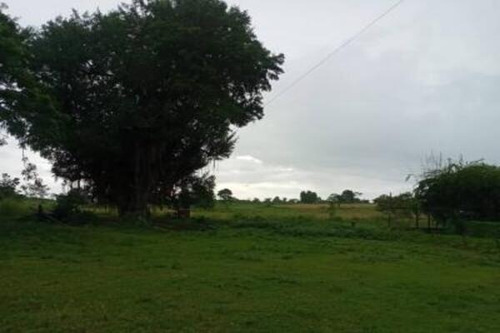 Imagen 4 de 8 de Finca Venta Rio Negro Municipio Machiques De Perija Mdm