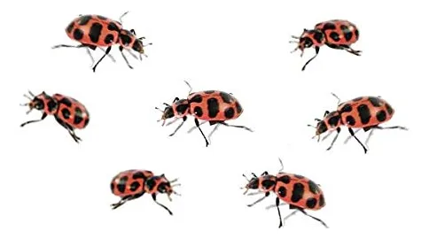 Kit De Cultivo De Mariquitas Insect Lore Ladybug Land Con 10