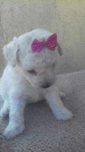 Poodle Micro Toy Macho