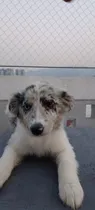Comprar Border Collie Blue Tricolor (hembra) Blue