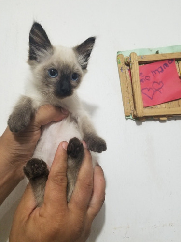 Siames, Gatitos