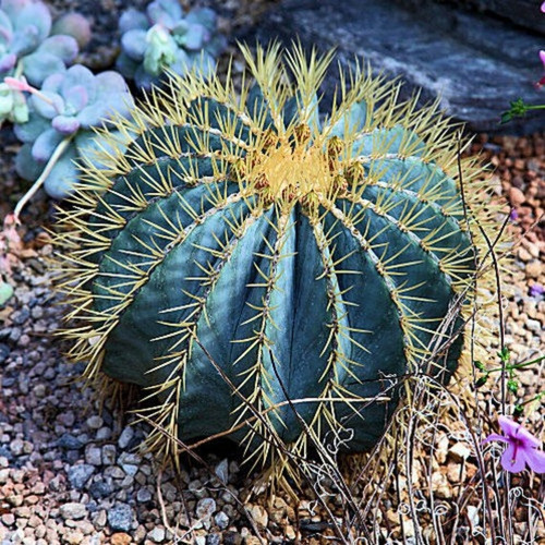 Ferocactus Glauscens 10 Semillas