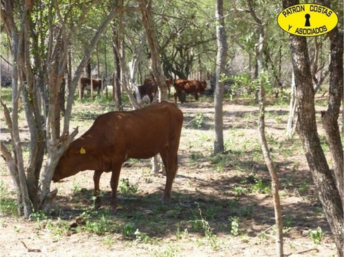 Imagen 8 de 13 de 0622hp-venta Campo Talavera Salta