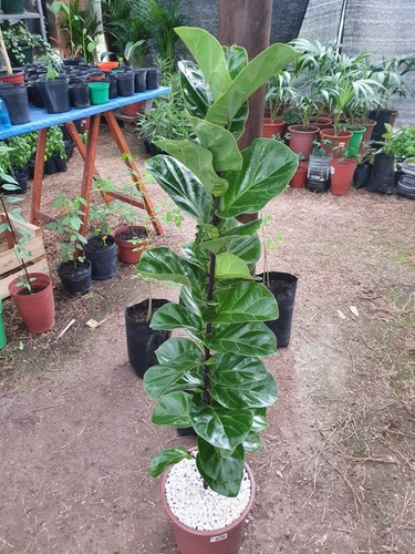 Imagen 4 de 9 de Ficus Lyrata!!!
