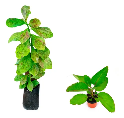 comprar Arbol Lechero Africano En Ingles