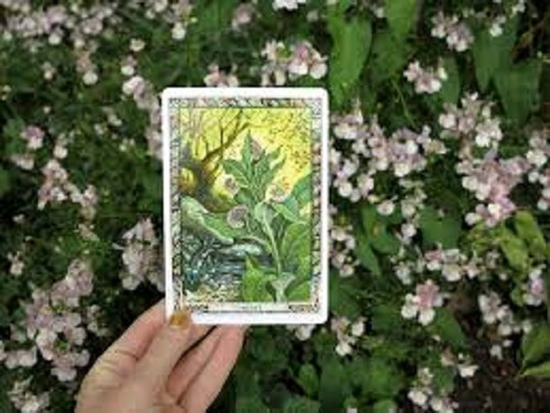 The Druid Plant Oracle Brinde Cartas Caminho Sagrado