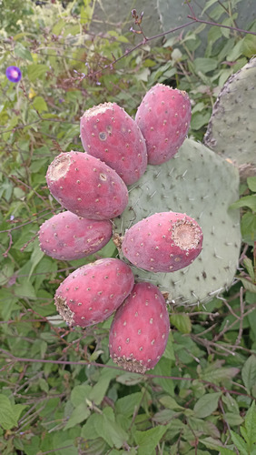 500 Semillas Nopal Tunero Mas De 7 Variedades, Nv
