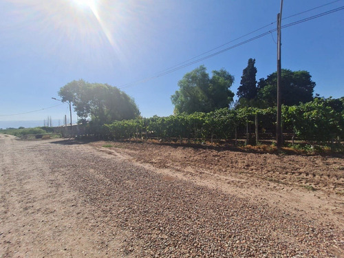 Imagen 4 de 13 de 6,1 Ha Parrales Colonia Segovia