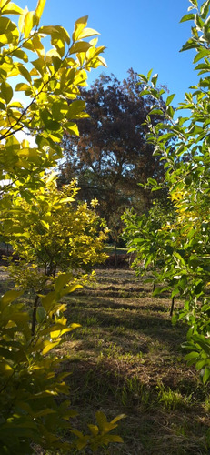 Parcela En Venta, Pelarco, Sector Lo Patricio