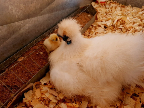 Imagen 9 de 10 de Gallina Japonesa (huevos Fertiles X Unidad)