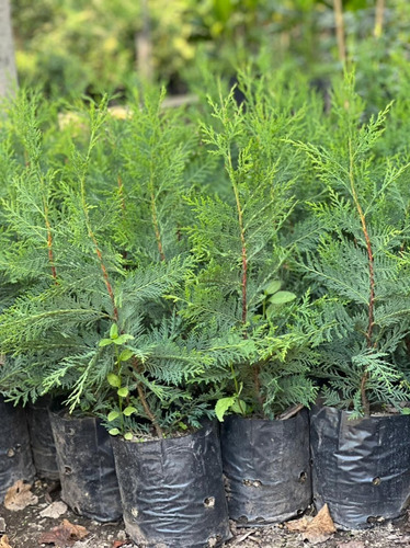 Plantas Para Cerco Vivo Leylandi Pinos Vivero Pack X 90