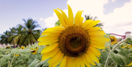 5 Kg Semillas Girasol Gigante Y 8 Kg Girasol Forrajero