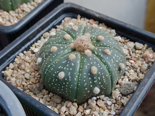 Cactus Astrophytum Asterias