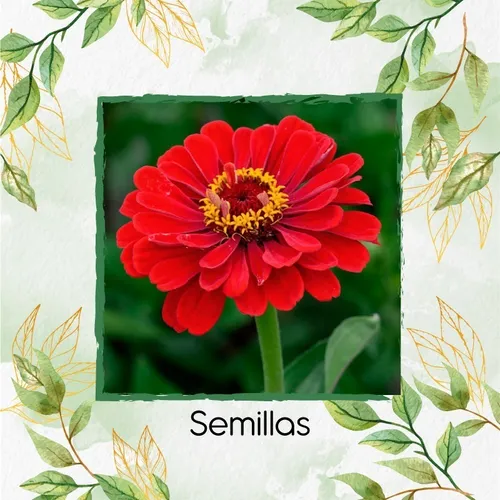 70 Semillas Flor Zinnia Enana Mezcla + Obsequio Germinación