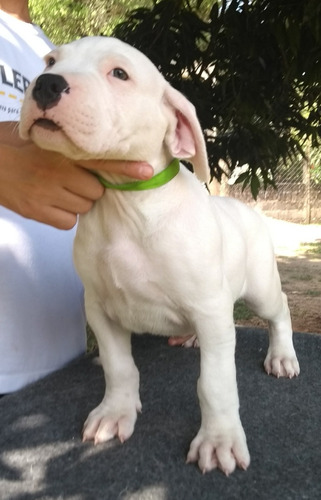 Filhotes De Dogo Argentino Pedigree Cbkc, Excelente Padrao!