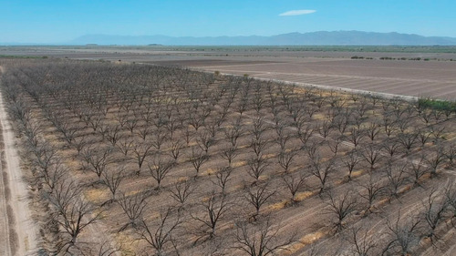 Terreno Con Nogales En Venta En San Pedro De Las Colonias, Coahuila