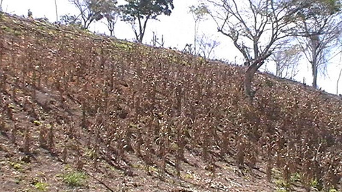 Vendo Rancho 20 Has Libramiento Adolfo López Mateos Tuxpan Veracruz