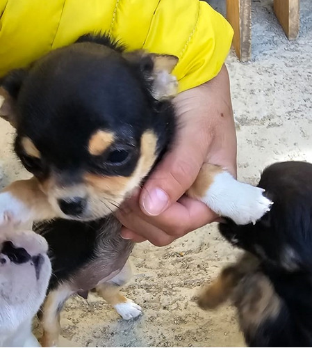 Hermosos Chihuahua Se Venden Cabeza De Manzana Machos/hembra