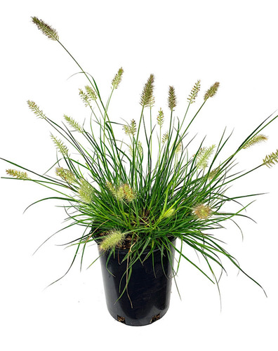 Pennisetum Alopecuroides   Moudry , Plantas Gramineas 