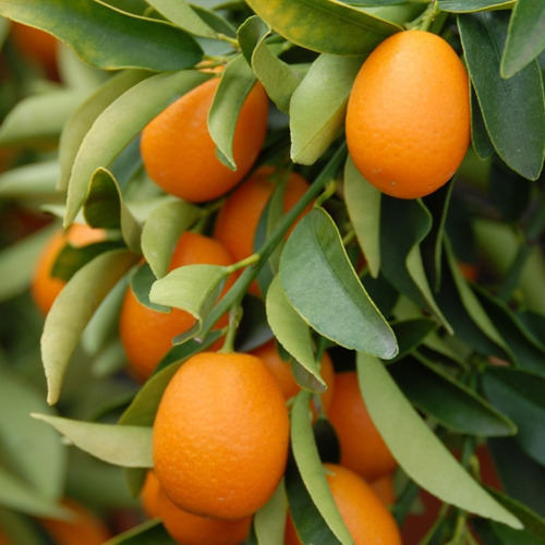 Naranjita China Kumquat  Arbol Frutal 1 Mt Alto - 3 Unidades