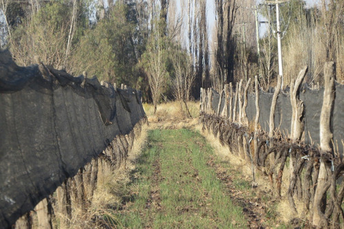 Imagen 2 de 12 de Vendo Finca 25 Hectareas En Colonia Elena San Rafael Mendoza