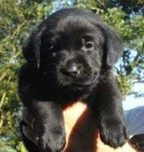 Hermosos Cachorros Labrador Retrierver