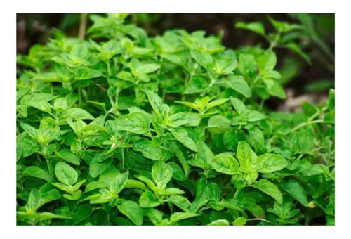 Semilla Oregano 1gr Anasac Mimbral