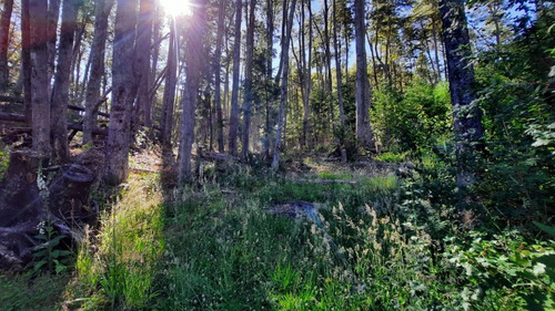 Imagen 11 de 22 de Venta Lote 1700 M2 En Bosque Villa La Angostura
